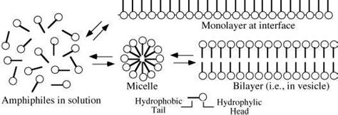 what is amaphil|Amphiphile Definition & Meaning .